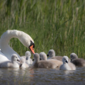 PARC DU MARQUENTERRE - RÉSERVE ORNITHOLOGIQUE