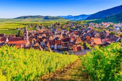 LA ROUTE DES VINS D'ALSACE
