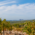 DOMAINE LA SUFFRÈNE