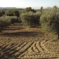 SYNDICAT AOP HUILE D'OLIVE DE PROVENCE