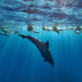 SEA BLUE SAFARI