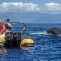 AZORES WHALE WATCHING TERRA AZUL