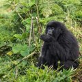 GORILLA TRACKING