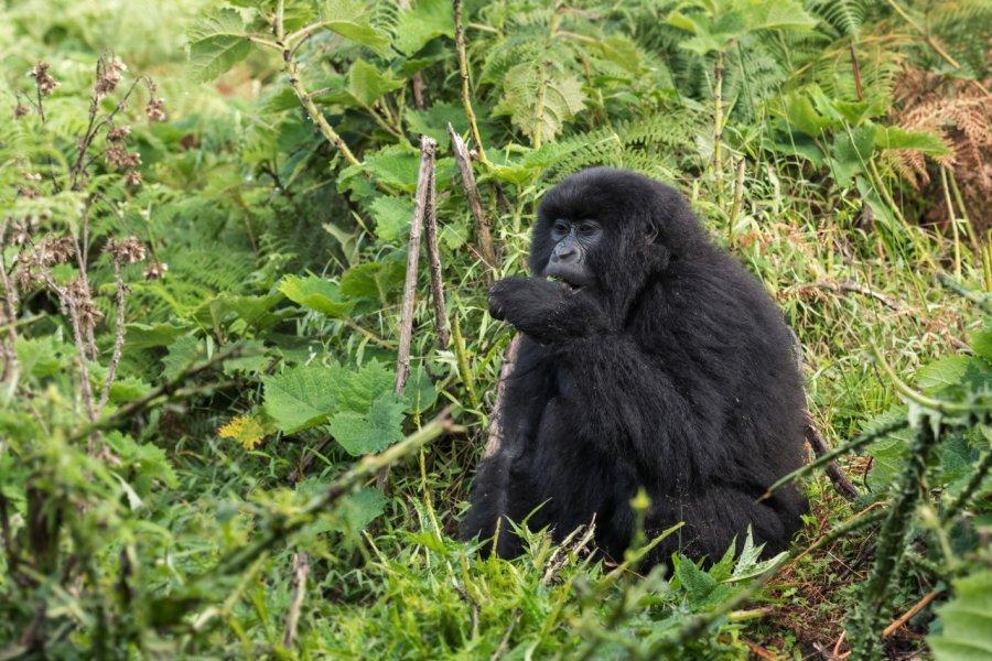 GORILLA TRACKING