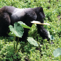 GORILLA TRACKING