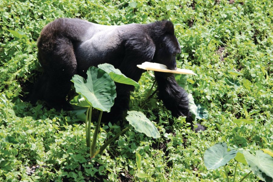GORILLA TRACKING