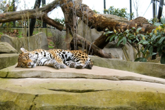 PARC ZOOLOGIQUE DE PARIS