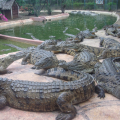 CROC PARC
