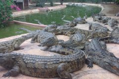CROC PARC