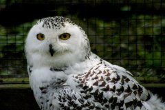 ZOO D'AMIENS METROPOLE