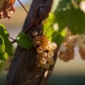 DOMAINE AGAPÉ