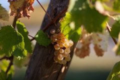DOMAINE AGAPÉ