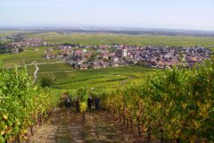 DOMAINE THIERRY SCHERRER