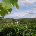 COOPÉRATIVE VITICOLE LES VIGNERONS DU HAUT-QUERCY