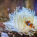 GRAND AQUARIUM DE TOURAINE