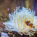 ACUARIO DE TOURAINE