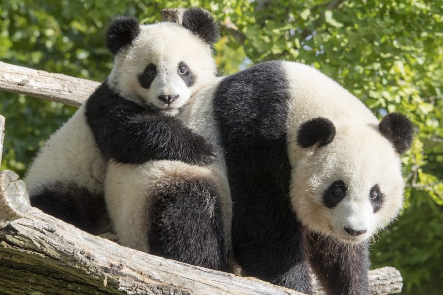 ZOOPARC DE BEAUVAL