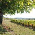 CLOS DES CORDELIERS