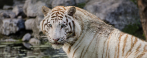 ZOO DE BORDEAUX PESSAC