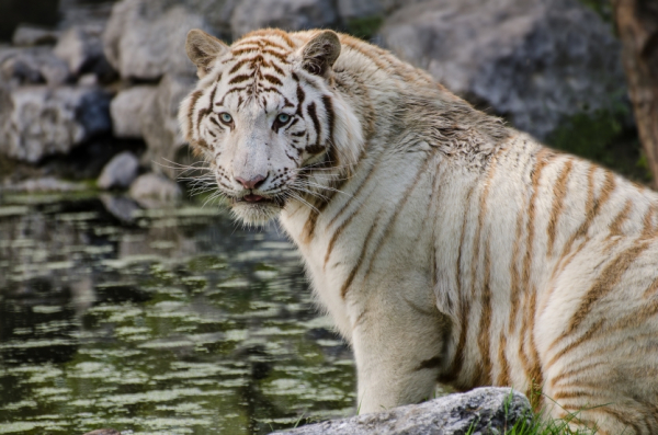 ZOO DE BORDEAUX PESSAC