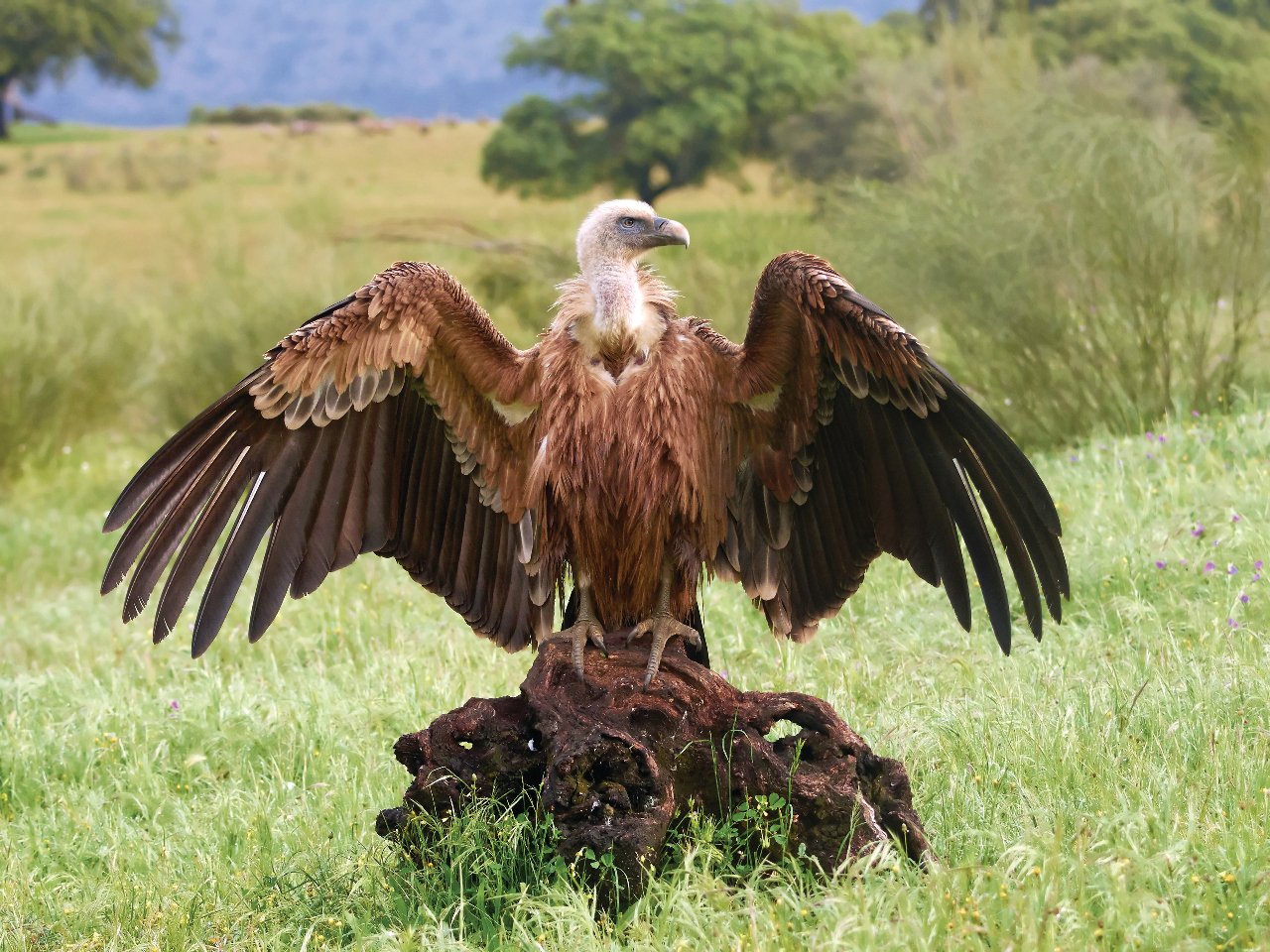 estre-madure-vautour-griffon-c-denja1