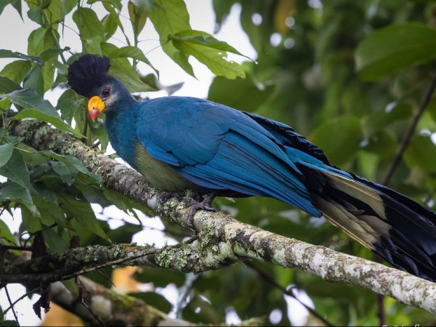 Turaco grand-bleu