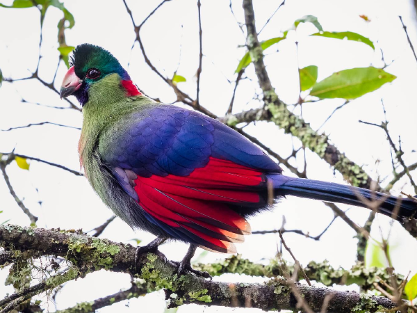 Turaco de Rwenzori du PN de Nyungwe