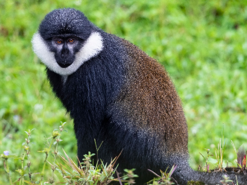 L'hoest Monkey du PN de Nyungwe