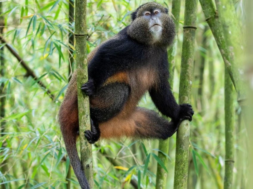 Singe doré du Parc National des Volcans