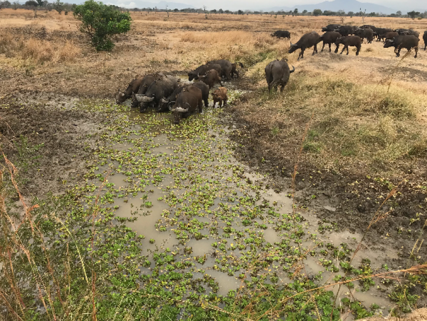 Buffalo