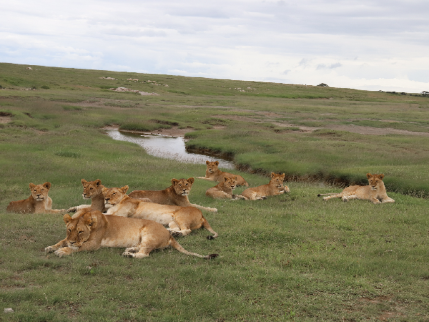 Serengeti