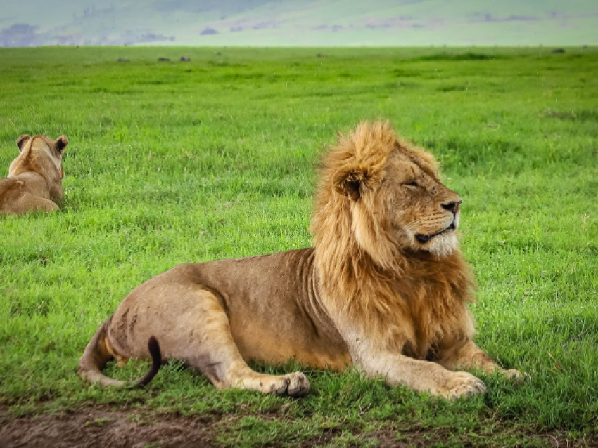 Simba