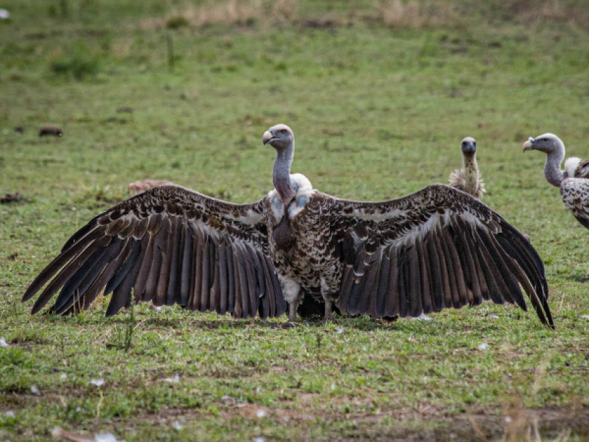 serengeti pn