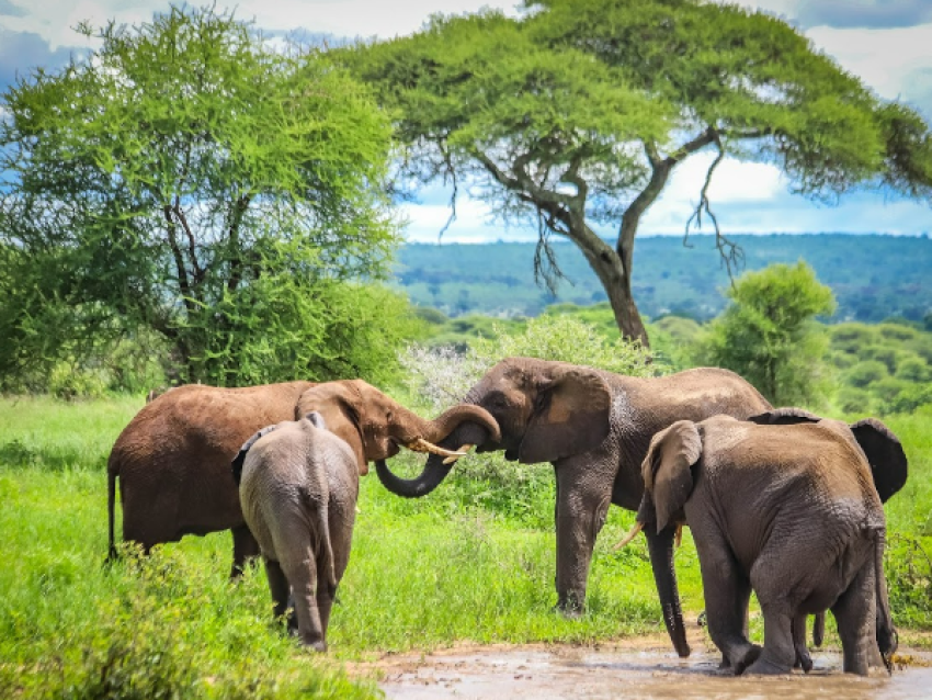 Tembo