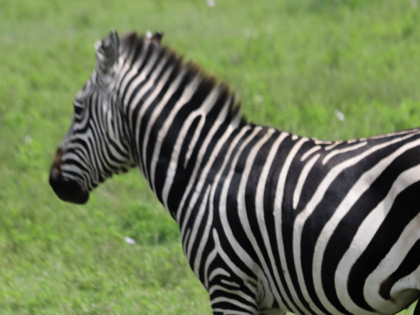 Zebra