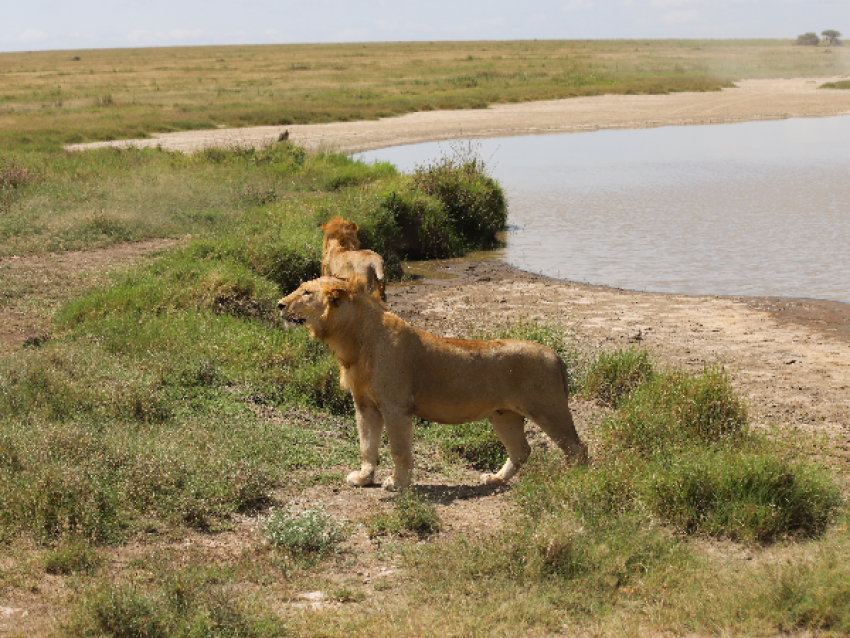 simba