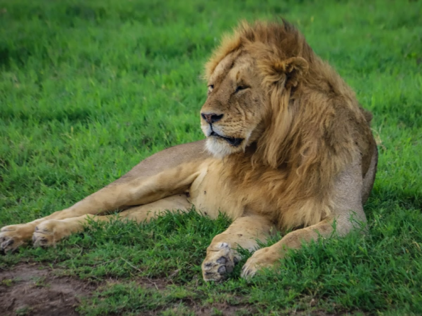 simba