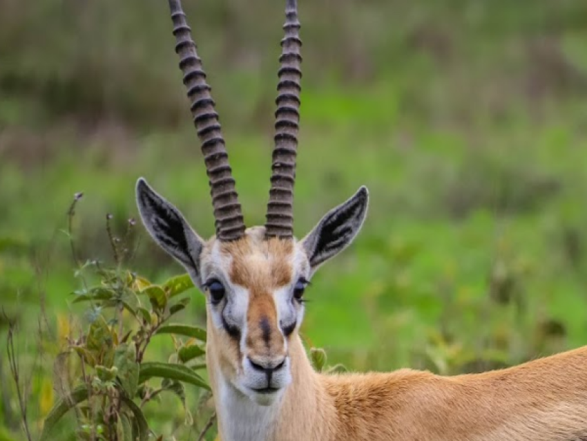 Swala