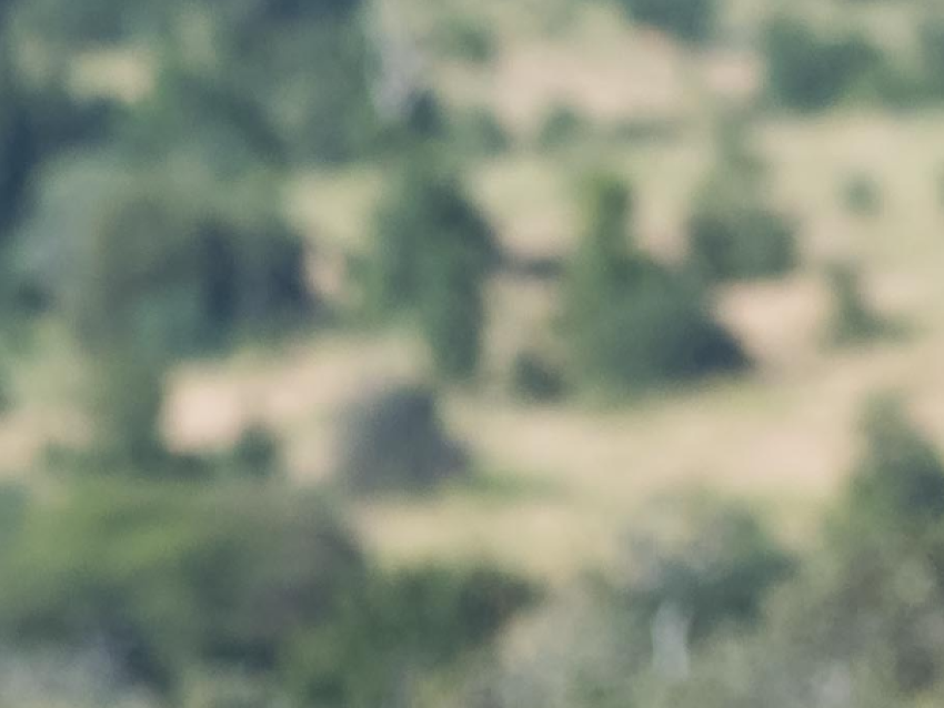 Girafe se grattant le corps après être passée devant de nombreux arbustes et brindilles d'arbres