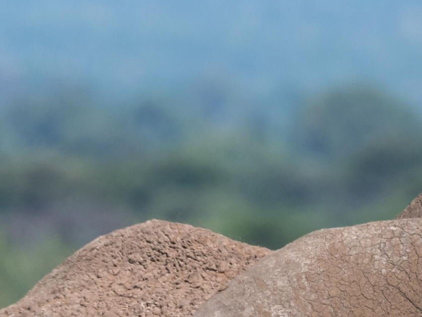 Un éléphant savoure sa nourriture dans le cratère du Ngorongoro. C'est la meilleure expérience que vous puissiez vivre