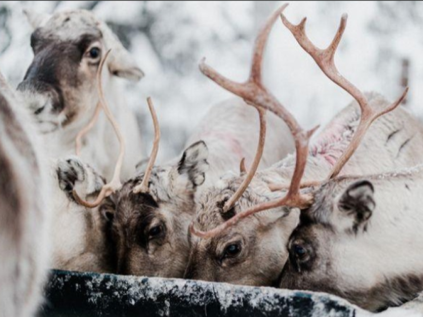 Visite au Pays du Père Noël