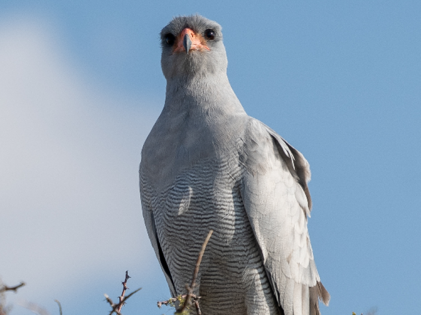 Oiseau de prière