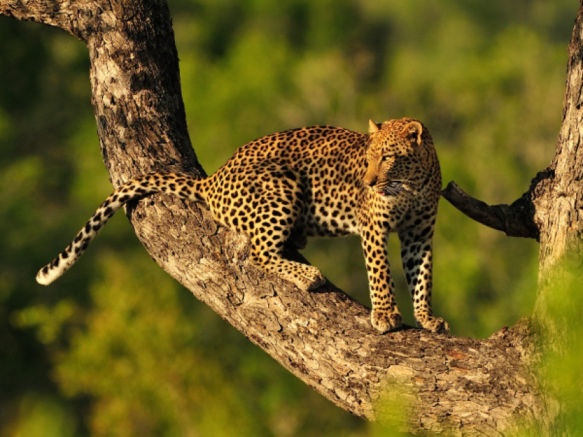 Un léopard dans un arbre au Serengeti