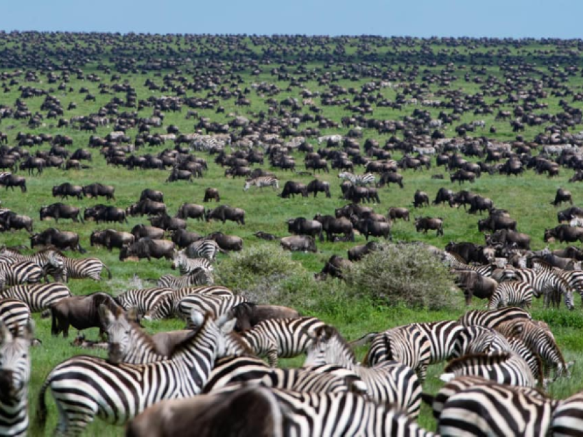 Cratère du Ngorongoro : Zèbres et buffles