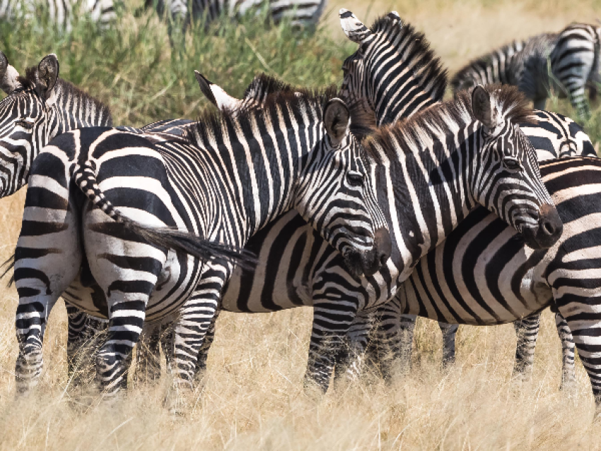 Zèbre dans le parc national du Tarangire