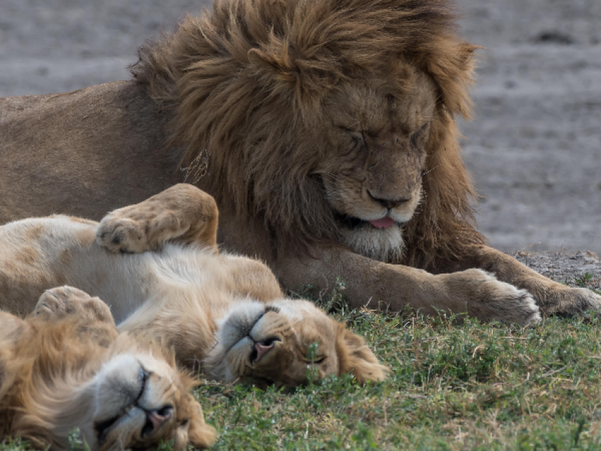 Lion avec ses petits