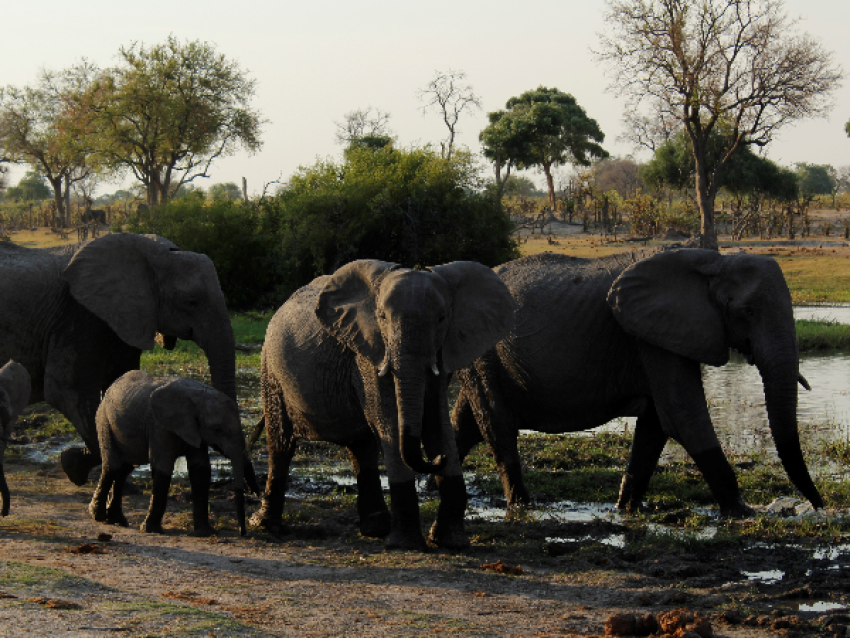 éléphants
