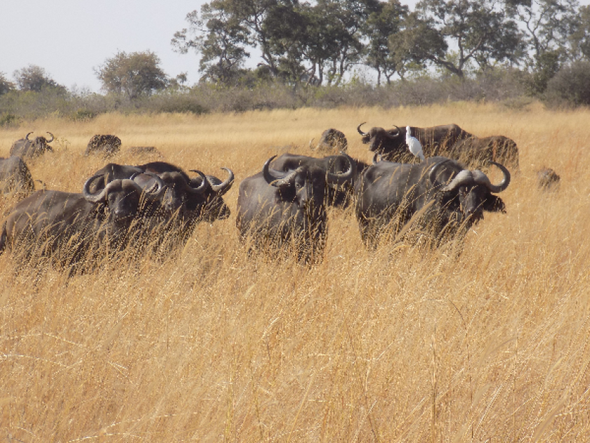 safari en voiture