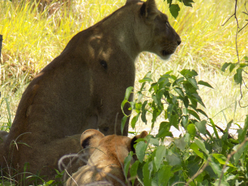 lions