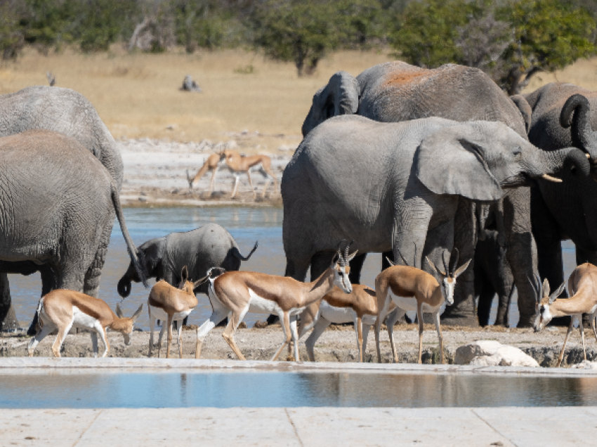 Faune sauvage